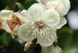 Luma apiculata | Arrayan | Chilean Myrtle | Shortleaf Stopper | 5_Seeds