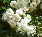 Luma apiculata | Arrayan | Chilean Myrtle | Shortleaf Stopper | 5_Seeds