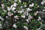 Luma apiculata | Arrayan | Chilean Myrtle | Shortleaf Stopper | 5_Seeds