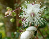 Luma apiculata | Arrayan | Chilean Myrtle | Shortleaf Stopper | 5_Seeds