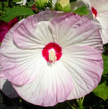 Hibiscus moscheutos Luna Blush | Rose Mallow | 5_Seeds