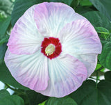 Hibiscus moscheutos Luna Blush | Rose Mallow | 5_Seeds