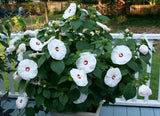 Hibiscus moscheutos Luna Blush | Rose Mallow | 5_Seeds