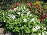 Hibiscus moscheutos Luna Blush | Rose Mallow | 5_Seeds