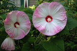 Hibiscus moscheutos Luna Blush | Rose Mallow | 5_Seeds