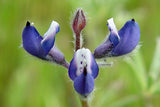 Lupinus bicolor | Dove & Annual & Miniature & Pigmy-leaved Lupine | 20_Seeds