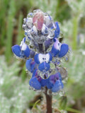 Lupinus bicolor | Dove & Annual & Miniature & Pigmy-leaved Lupine | 20_Seeds
