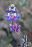 Lupinus bicolor | Dove & Annual & Miniature & Pigmy-leaved Lupine | 20_Seeds