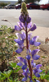 Lupinus sparsiflorus | Coulters Mojave lupine | 10_Seeds