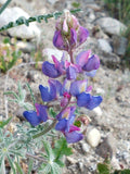 Lupinus sparsiflorus | Coulters Mojave lupine | 10_Seeds