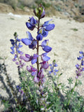 Lupinus sparsiflorus | Coulters Mojave lupine | 10_Seeds