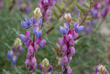 Lupinus sparsiflorus | Coulters Mojave lupine | 10_Seeds