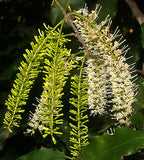 Macadamia integrifolia | 5_Seeds