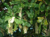 Macadamia integrifolia | 5_Seeds