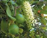 Macadamia integrifolia | 5_Seeds