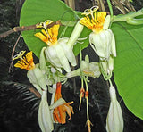 Passiflora macrophylla | Tree Passion Flower | Baum | Passionsblume | 10_Seeds