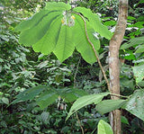 Passiflora macrophylla | Tree Passion Flower | Baum | Passionsblume | 10_Seeds