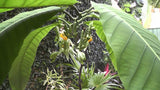 Passiflora macrophylla | Tree Passion Flower | Baum | Passionsblume | 10_Seeds