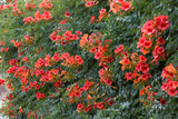 Campsis tagliabuana Madame Galen | 10_Seeds