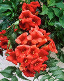 Campsis tagliabuana Madame Galen | 10_Seeds