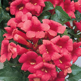 Campsis tagliabuana Madame Galen | 10_Seeds