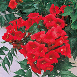 Campsis tagliabuana Madame Galen | 10_Seeds
