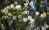 Cornus florida urbiniana | Magic Dogwood | Mexican Flowering Dog wood | 5_Seeds