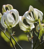 Cornus florida urbiniana | Magic Dogwood | Mexican Flowering Dog wood | 5_Seeds