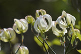 Cornus florida urbiniana | Magic Dogwood | Mexican Flowering Dog wood | 5_Seeds