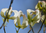 Cornus florida urbiniana | Magic Dogwood | Mexican Flowering Dog wood | 5_Seeds