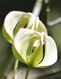 Cornus florida urbiniana | Magic Dogwood | Mexican Flowering Dog wood | 5_Seeds