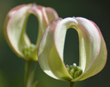 Cornus florida urbiniana | Magic Dogwood | Mexican Flowering Dog wood | 5_Seeds