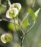 Cornus florida urbiniana | Magic Dogwood | Mexican Flowering Dog wood | 5_Seeds