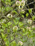 Cornus florida urbiniana | Magic Dogwood | Mexican Flowering Dog wood | 5_Seeds