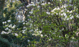 Cornus florida urbiniana | Magic Dogwood | Mexican Flowering Dog wood | 5_Seeds