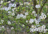 Cornus florida urbiniana | Magic Dogwood | Mexican Flowering Dog wood | 5_Seeds