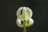 Cornus florida urbiniana | Magic Dogwood | Mexican Flowering Dog wood | 5_Seeds