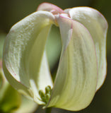 Cornus florida urbiniana | Magic Dogwood | Mexican Flowering Dog wood | 5_Seeds