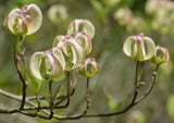 Cornus florida urbiniana | Magic Dogwood | Mexican Flowering Dog wood | 5_Seeds
