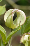Cornus florida urbiniana | Magic Dogwood | Mexican Flowering Dog wood | 5_Seeds
