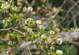 Cornus florida urbiniana | Magic Dogwood | Mexican Flowering Dog wood | 5_Seeds