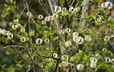 Cornus florida urbiniana | Magic Dogwood | Mexican Flowering Dog wood | 5_Seeds