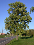 Magnolia acuminata | Cucumber Tree | 10_Seeds