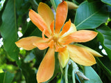 Magnolia champaca | Yellow Jade Orchid Tree | 5_seeds