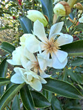 Magnolia doltsopa | Sweet Michelia | 5_Seeds