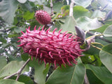Magnolia hypoleuca | Japanese Bigleaf | Whitebark | 5_Seeds
