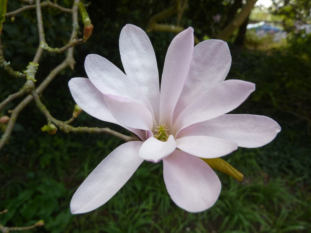 Magnolia x loebneri | Loebner & Saucer Magnolia | Leonard Messel