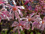 Magnolia x loebneri | Loebner & Saucer Magnolia | Leonard Messel | 10_Seeds