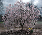 Magnolia x loebneri | Loebner & Saucer Magnolia | Leonard Messel | 10_Seeds