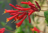 Lonicera sempervirens Major Wheeler | Coral Honeysuckle | 5_Seeds